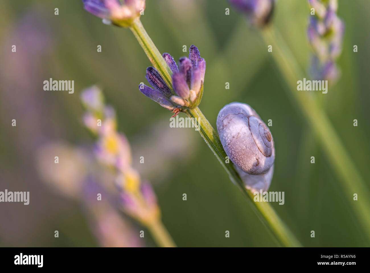 Macro shot of a snail shell in lavender field, Provence, southern France Stock Photo
