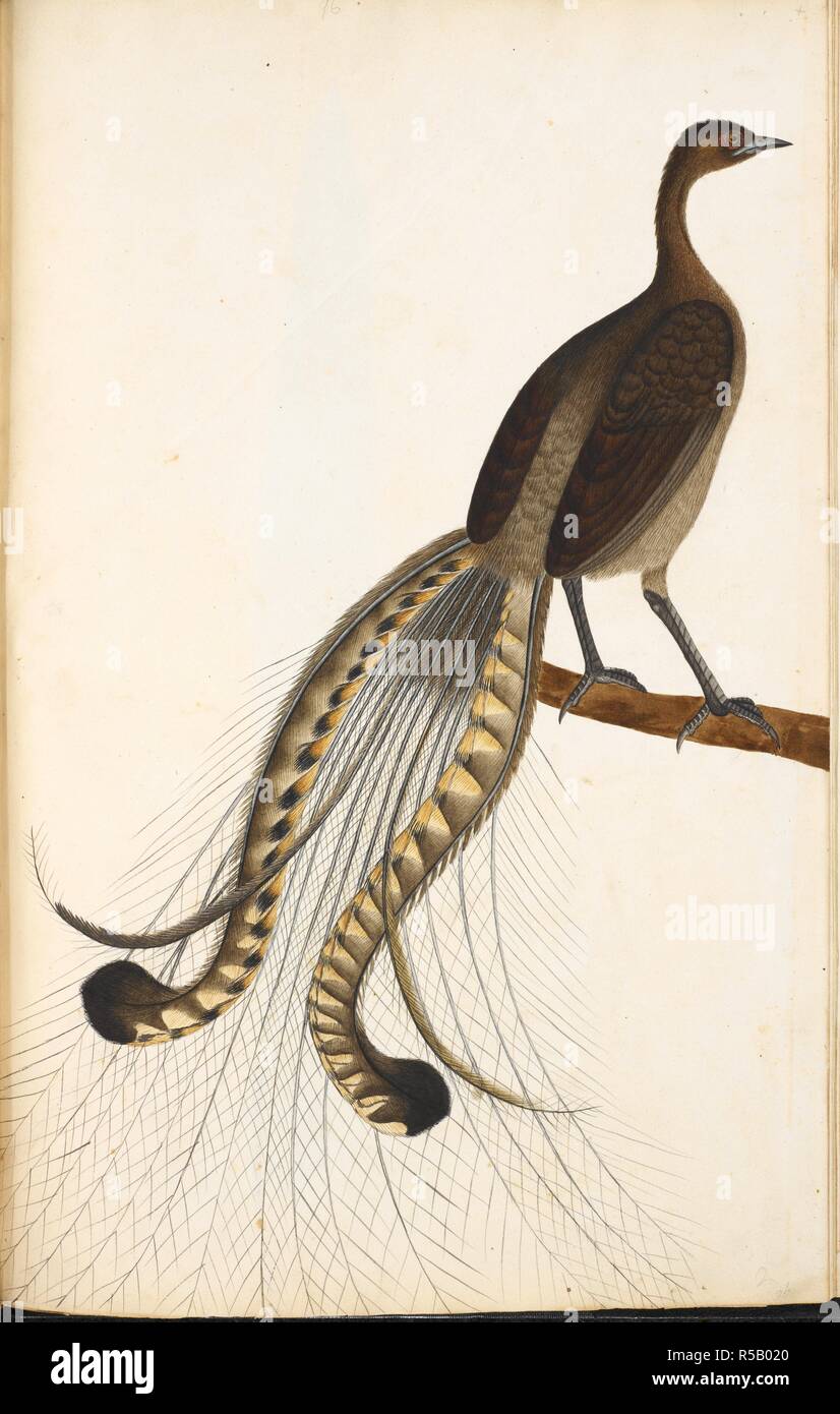 Superb Lyrebird â€˜Manura novaehollandaeâ€™ Male. Wellesley Albums. 1798 - 1805. Source: NHD 29/96. Author: ANON. Stock Photo