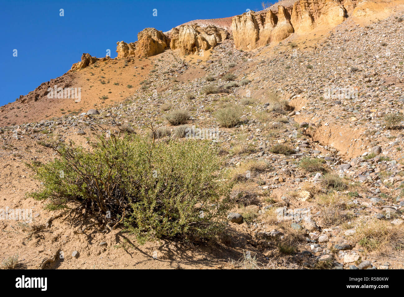 Bush Caragana pygmaea on a hillside in the valley of the Kyzyl-Chin, Chuya steppe, Altai Republic Stock Photo