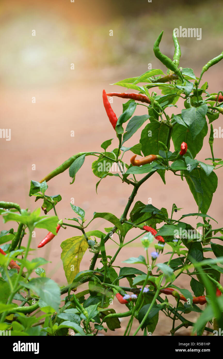 Chilli padi hires stock photography and images Alamy