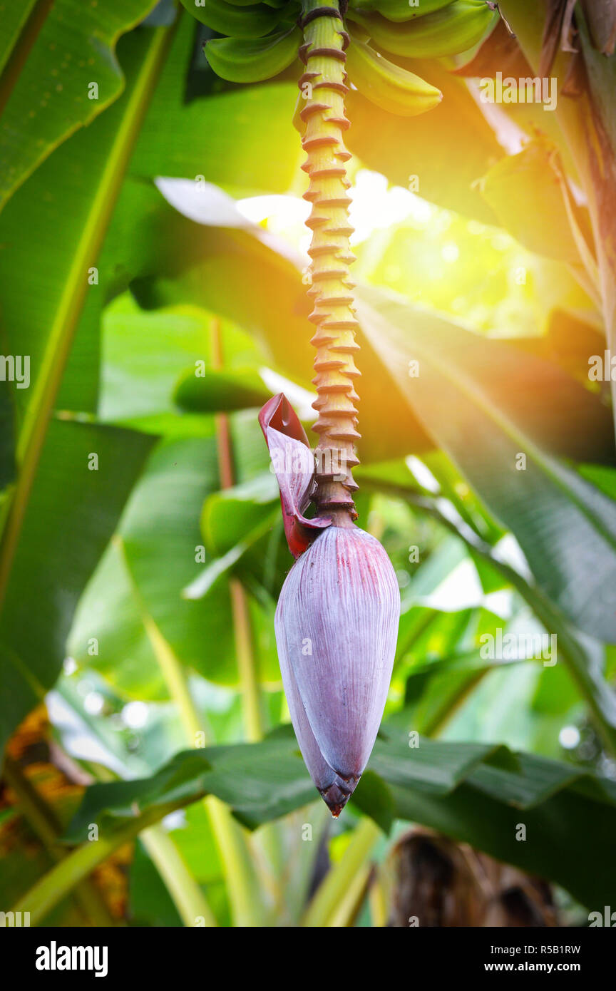 banana blossom from banana flower tree on the tropical fruit and green