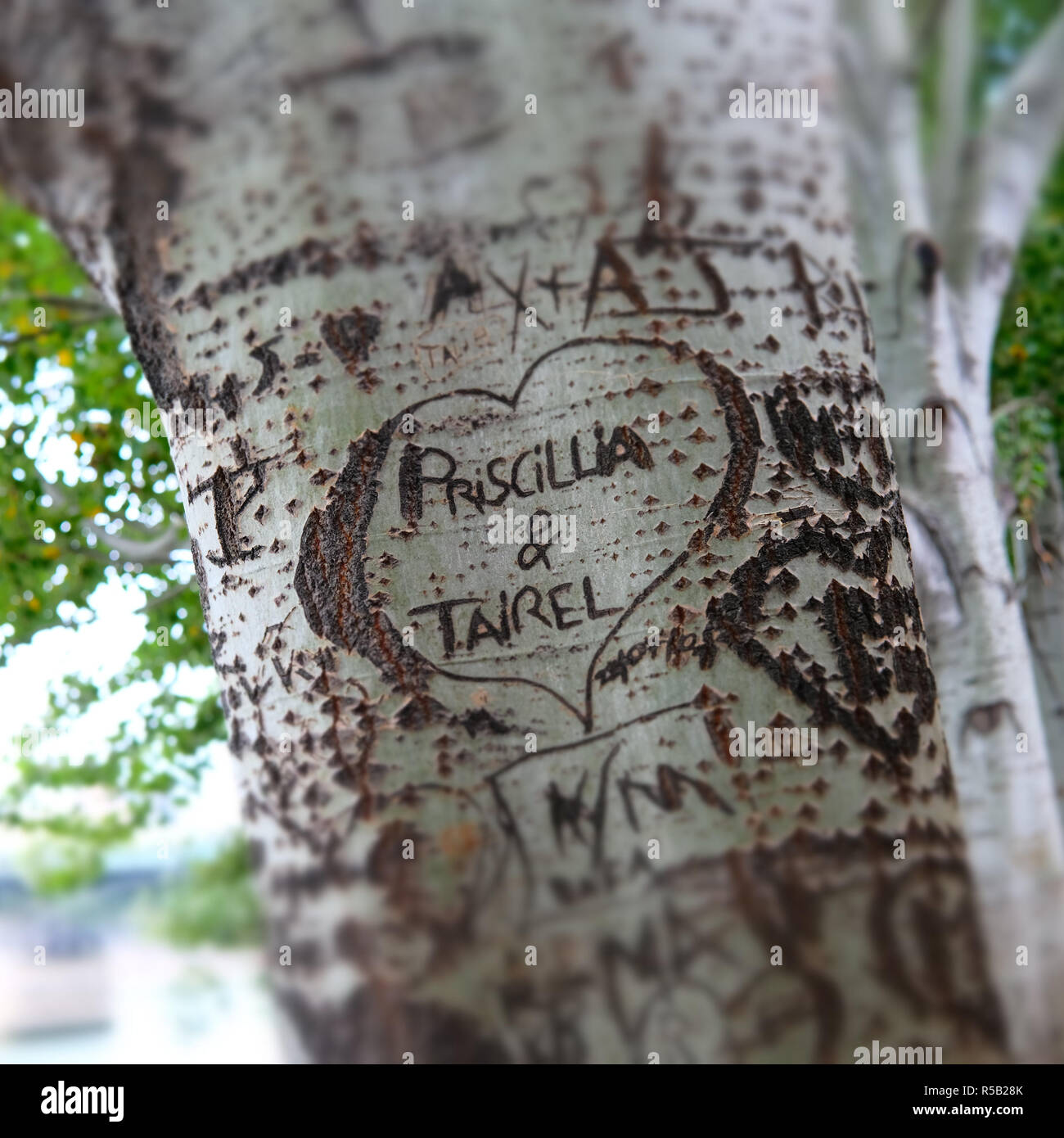 Heart carved on a tree trunk. Stock Photo