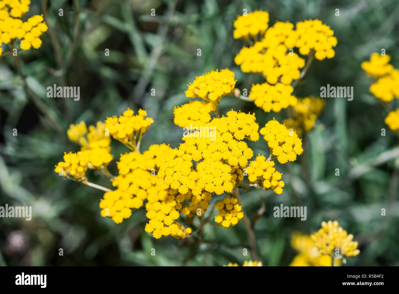 Helichrysum italicum . Stock Photo