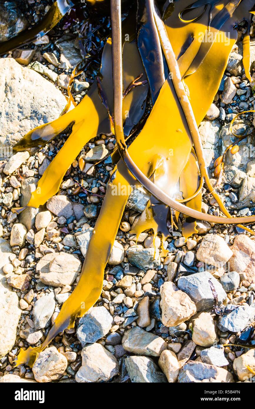 Kelp (durvillaea antarctica) . Stock Photo