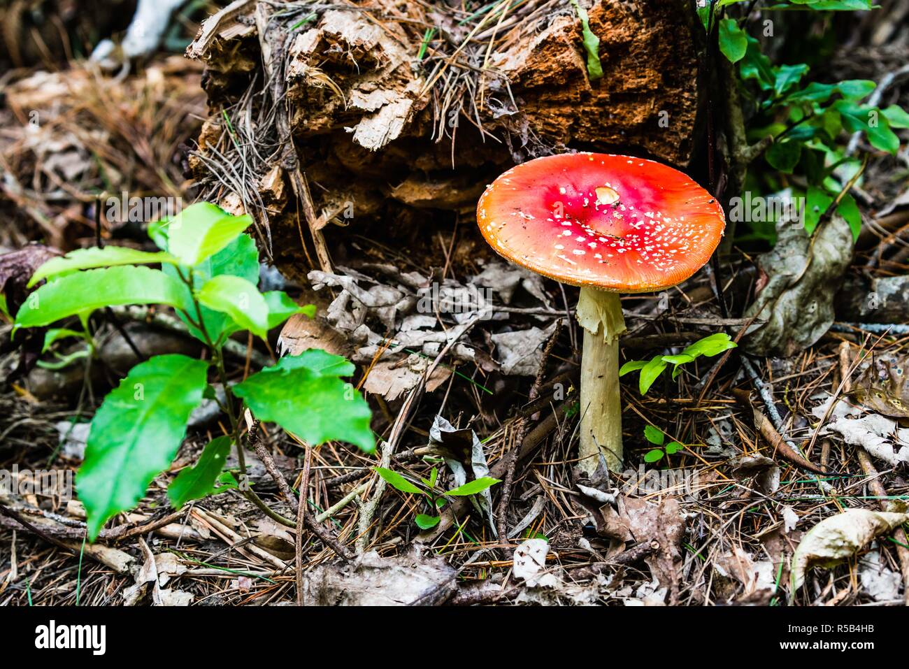 Poisonous mushrooms : Fly Agaric Mushroom (Amanita muscaria). Stock Photo