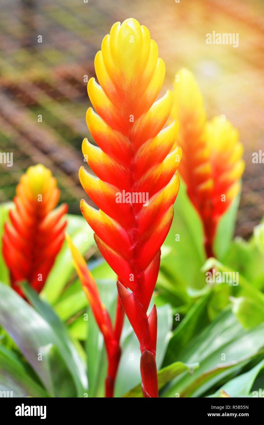 bromeliad flower yellow orange red in the garden background / colorful plants flower in bromeliad family Stock Photo