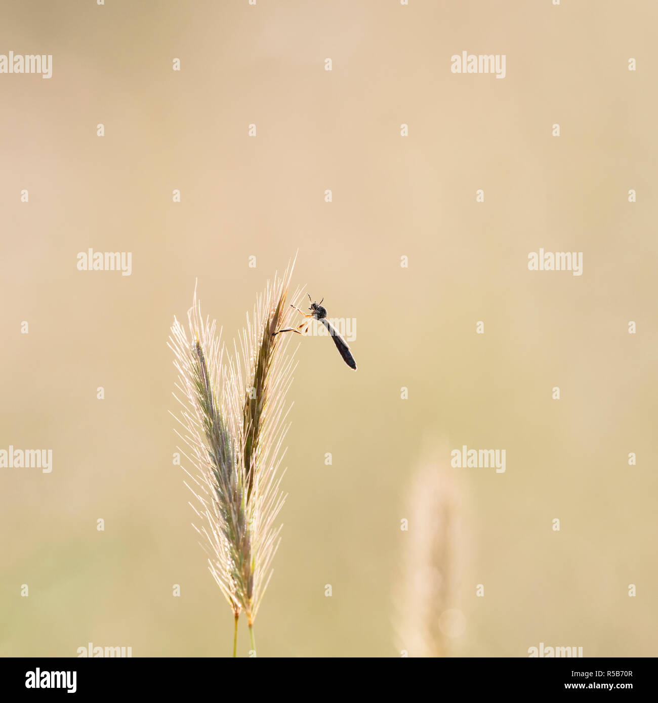 A dew-covered robber fly on meadow barley backlit by the early morning sunlight in Charlecote Park, England UK. Stock Photo