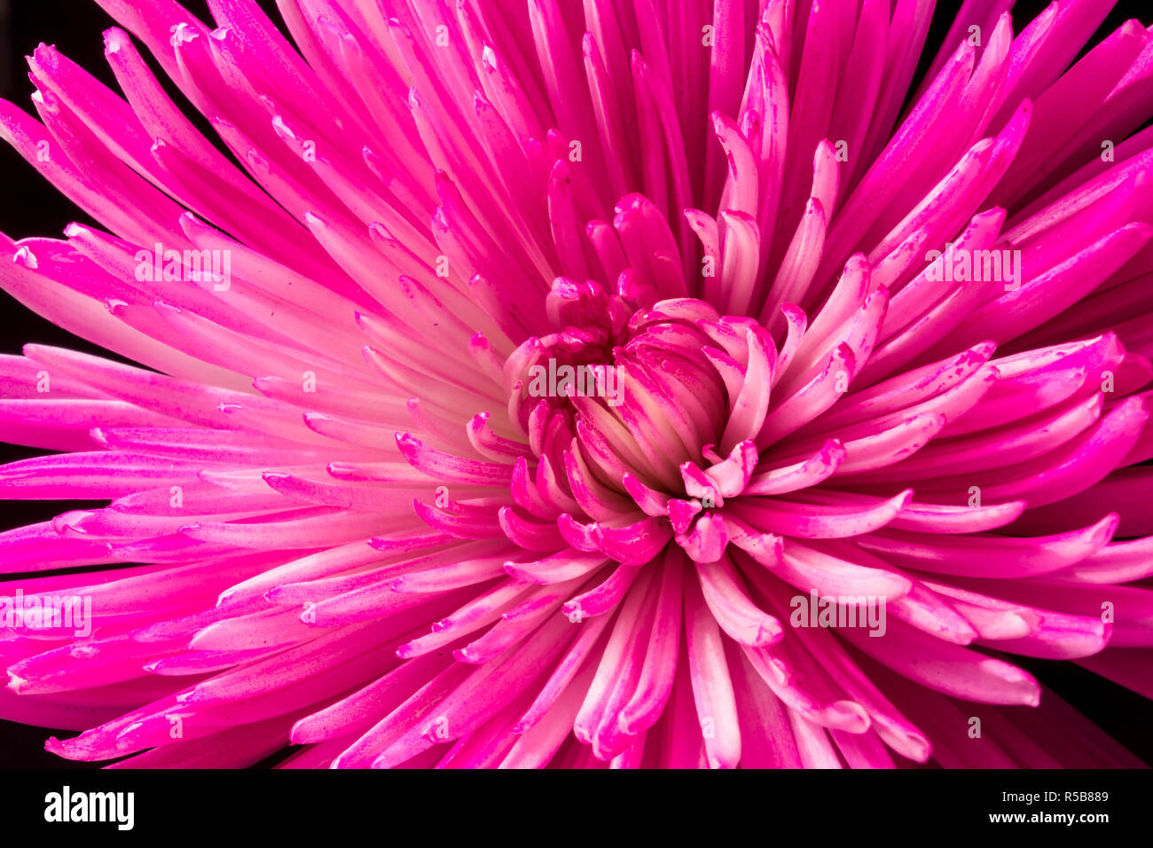 Low-Key Pink Chrysanthemums Stock Photo