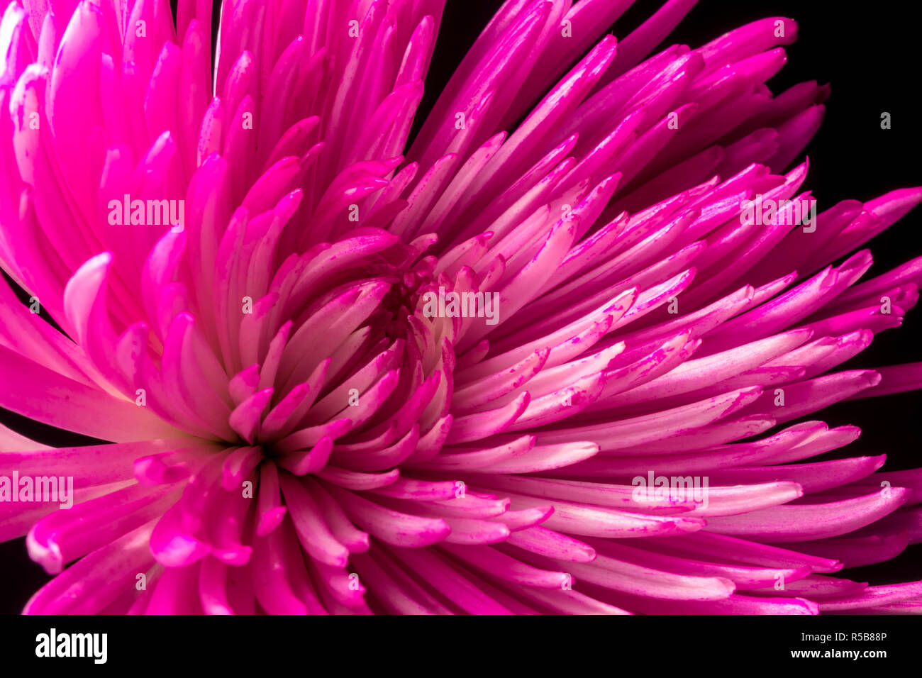 Low-Key Pink Chrysanthemums Stock Photo