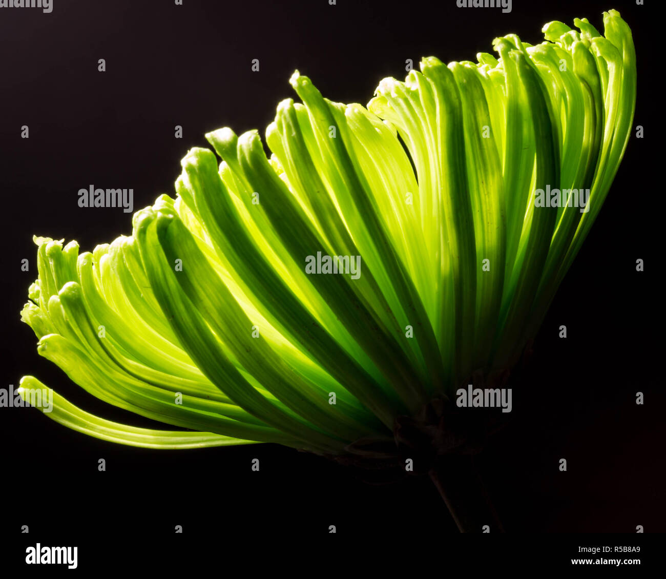 Low key green hi-res stock photography and images - Alamy