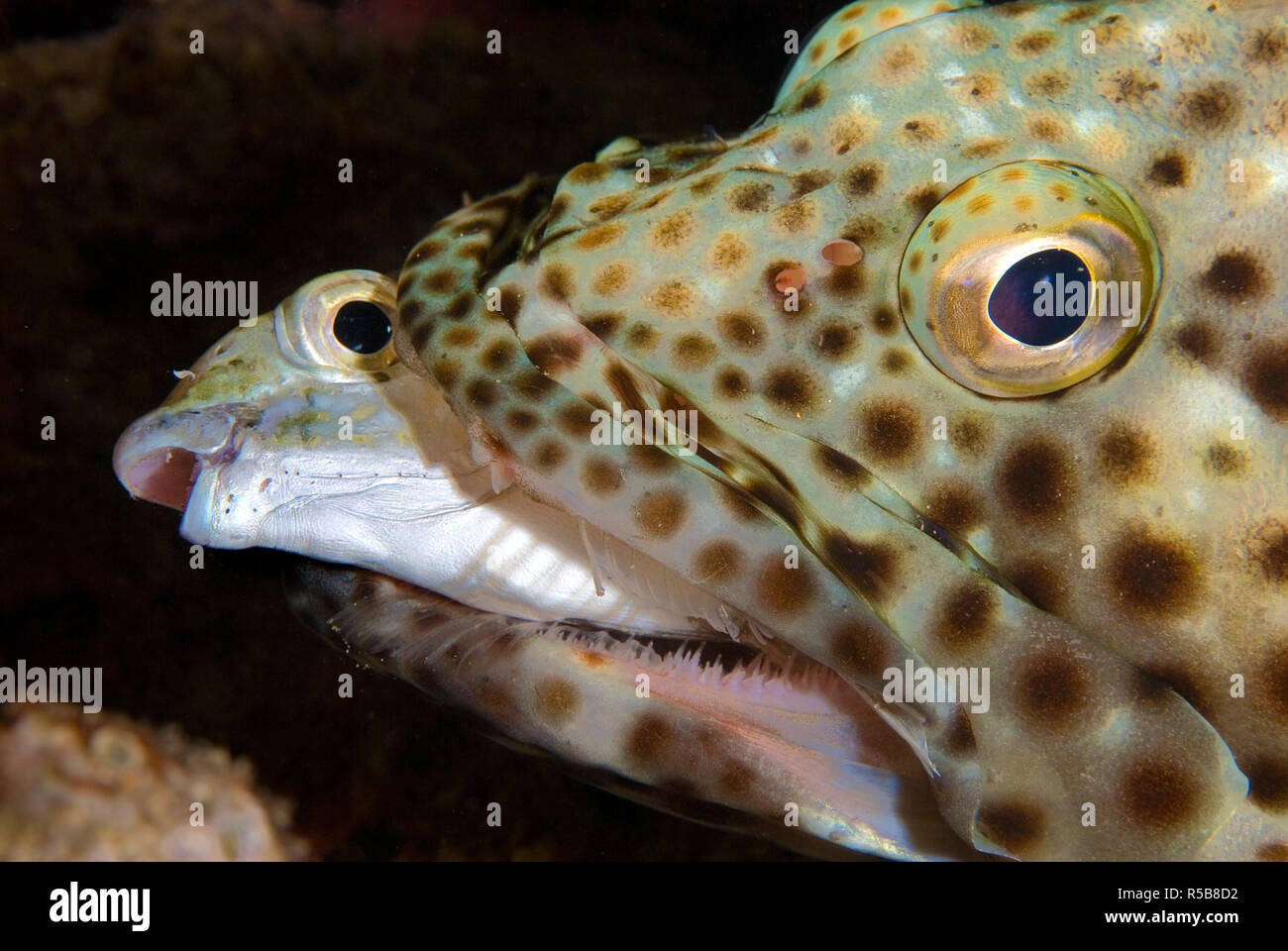 Greasy Grouper (Epinephelus tauvina), holding its prey in mouth, Tofo, Mosambique Stock Photo