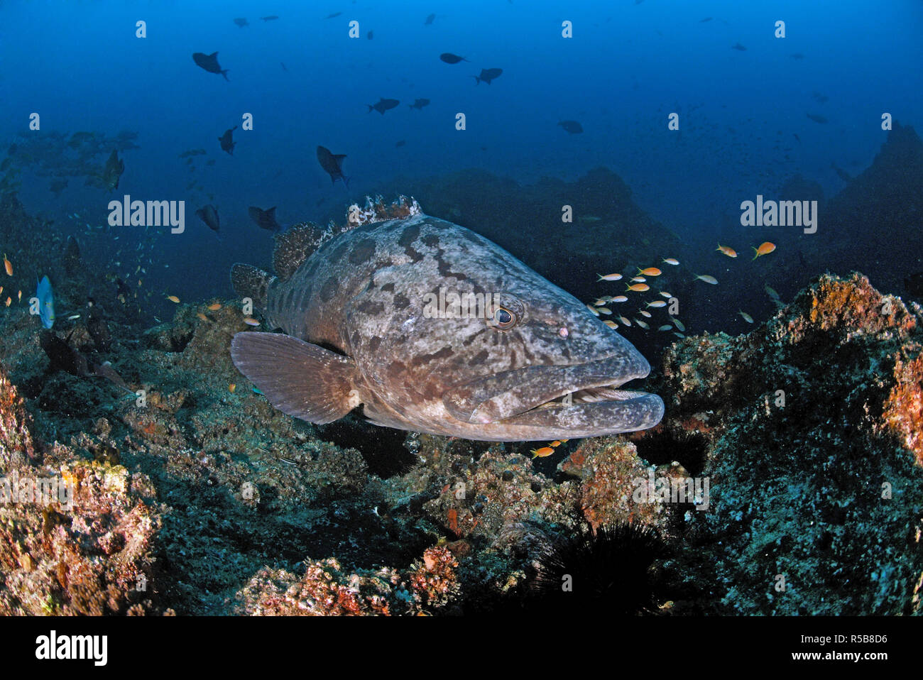 Potato cod, Potato grouper or Giant Grouper (Epinephelus tukula), at a coral reef, Tofo, Mosambique Stock Photo