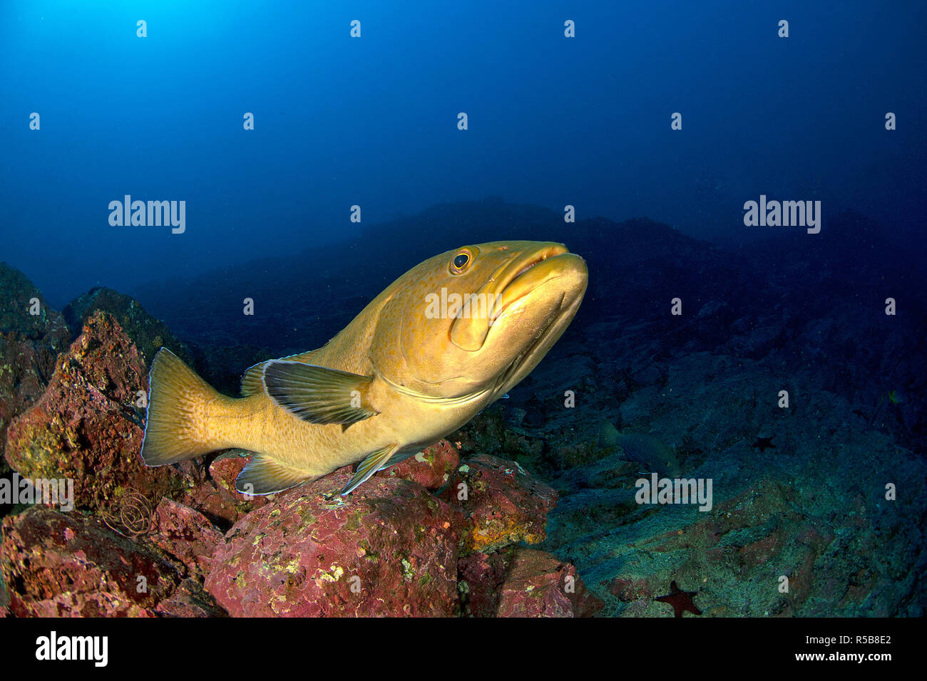 Yellow grouper hires stock photography and images Alamy