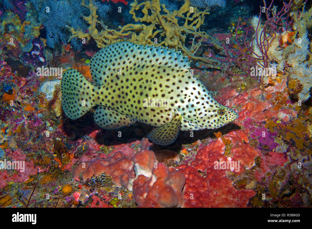 Barramundi, Humpback grouper or Snowflake soapfish (Cromileptes altivelis), at a reef wall with sponges (Porifera), Bali island, Indonesia Stock Photo