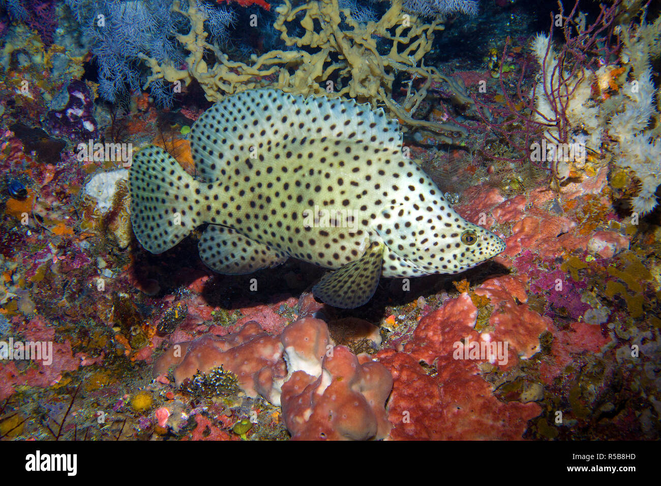 Barramundi, Humpback grouper or Snowflake soapfish (Cromileptes altivelis), at a reef wall with sponges (Porifera), Bali island, Indonesia Stock Photo