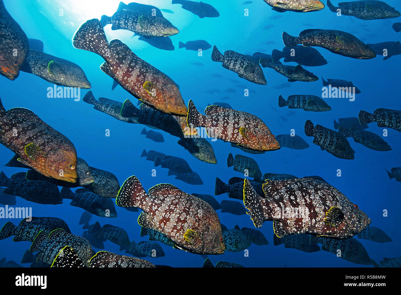 Leather bass or Marbled Grouper (Epinephelus dermatolepis), schooling in blue water, UNESCO World Heritage site, Malpelo island, Colombia Stock Photo