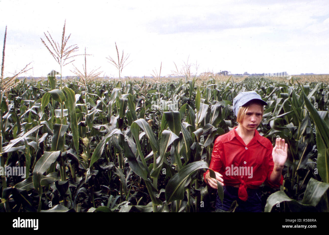 Teenage Worker Detasseling Corn in a Field During the Summer near New Ulm, Minnesota ca. 1975 Stock Photo