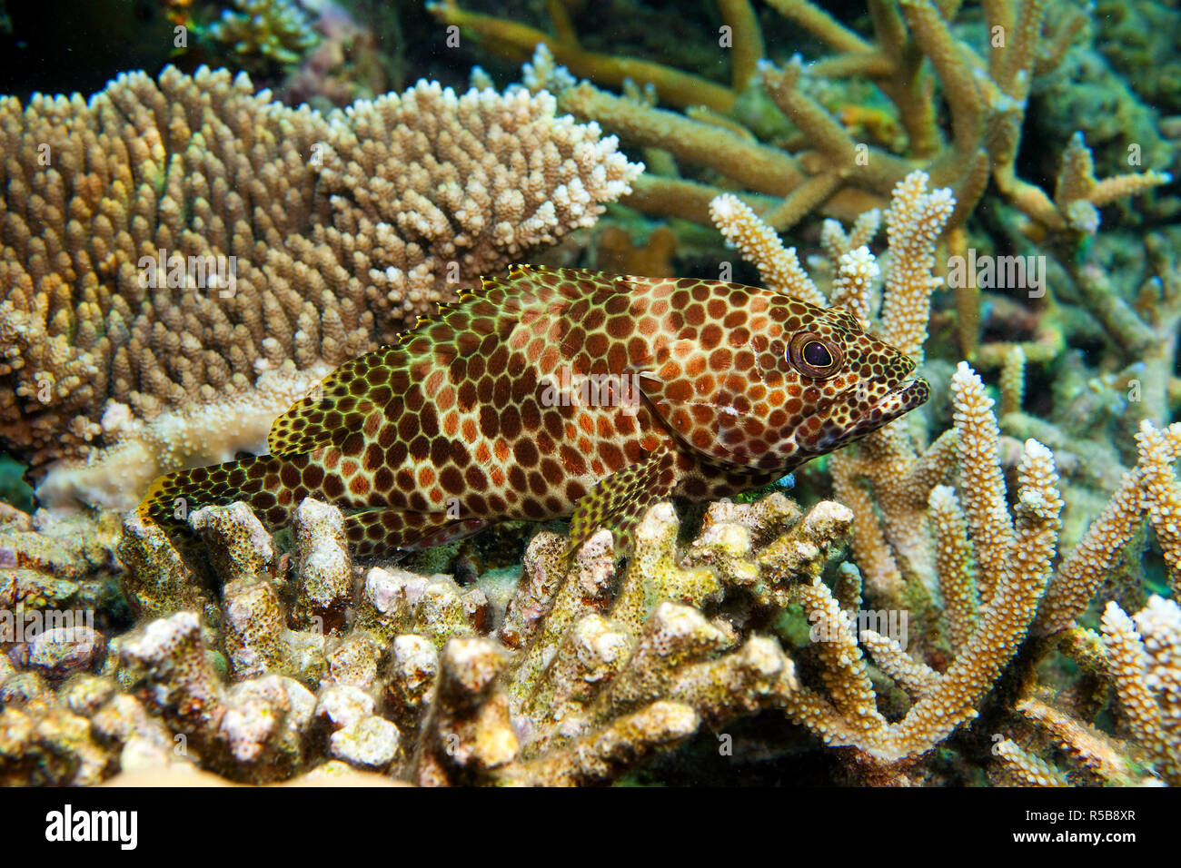 Subnose grouper, Snubnose rock cod or Large-spotted rockcod, (Epinephelus macrospilos), laying on corals, North-Male Atoll, Maldive islands Stock Photo