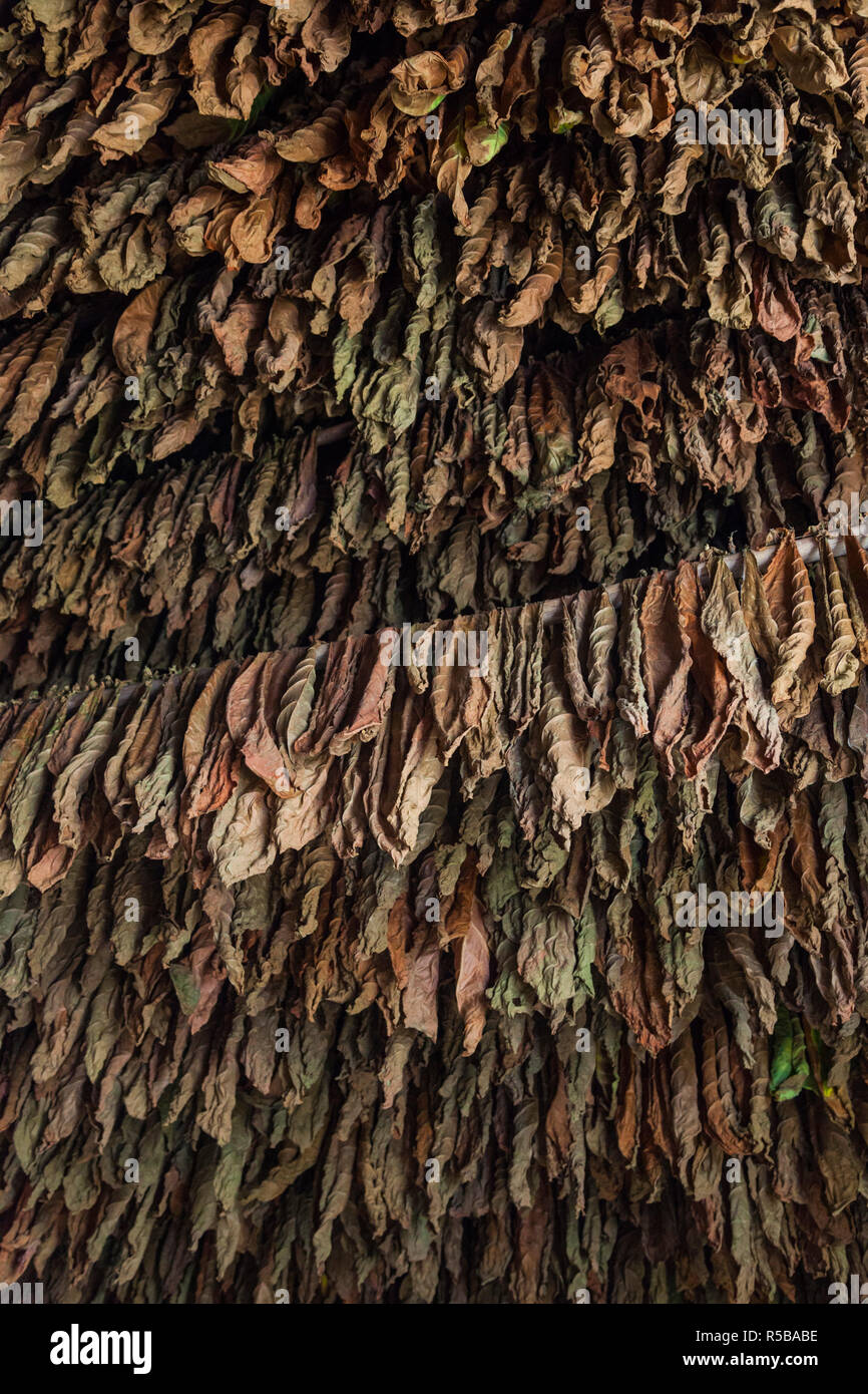 Cuba, Pinar del Rio Province, San Luis, Alejandro Robaina Tobacco Plantation, curing tobacco leaves Stock Photo