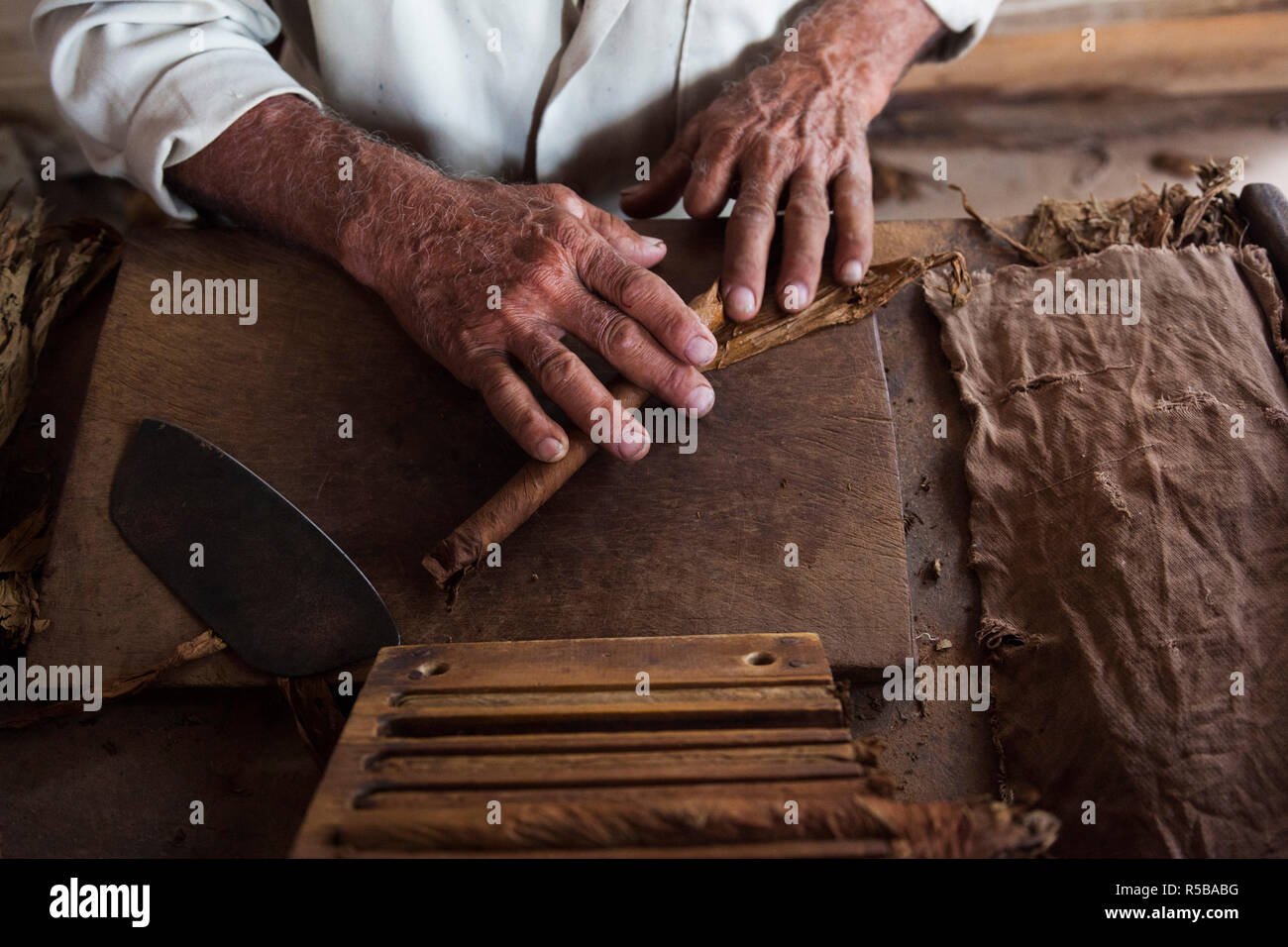 Cuba, Pinar del Rio Province, San Luis, Alejandro Robaina Tobacco Plantation, older man assembling a Cuban cigar Stock Photo