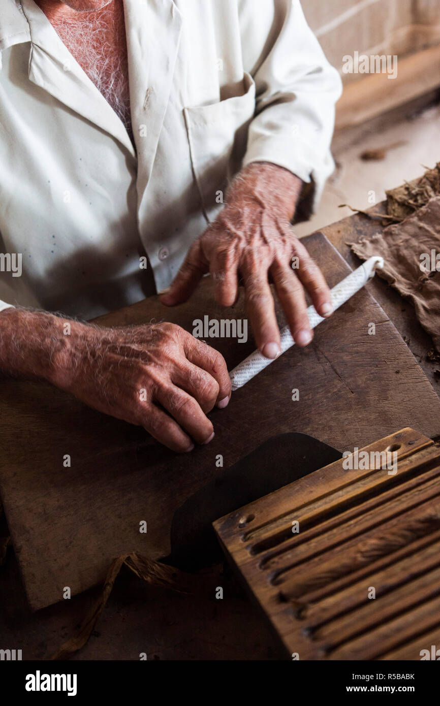 Cuba, Pinar del Rio Province, San Luis, Alejandro Robaina Tobacco Plantation, older man assembling a Cuban cigar Stock Photo