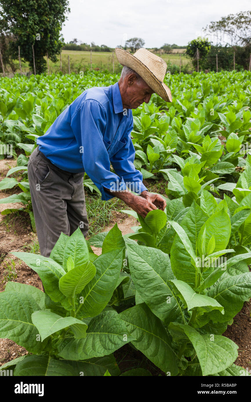Cuba, Pinar del Rio Province, San Luis, Alejandro Robaina Tobacco Plantation, tobacco plants and planter Stock Photo