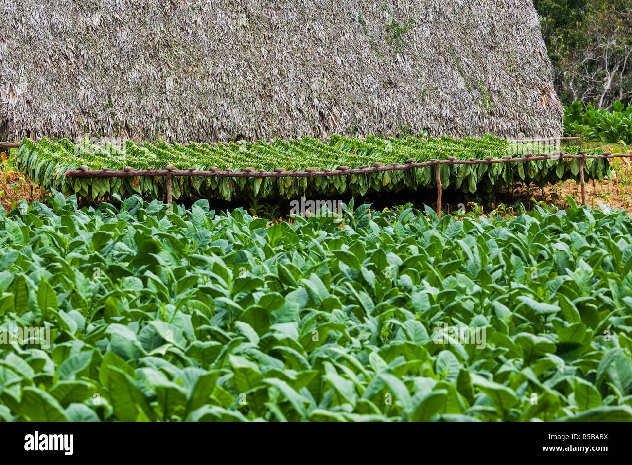 Cuba, Pinar del Rio Province, Vinales, small tobacco plantation Stock Photo
