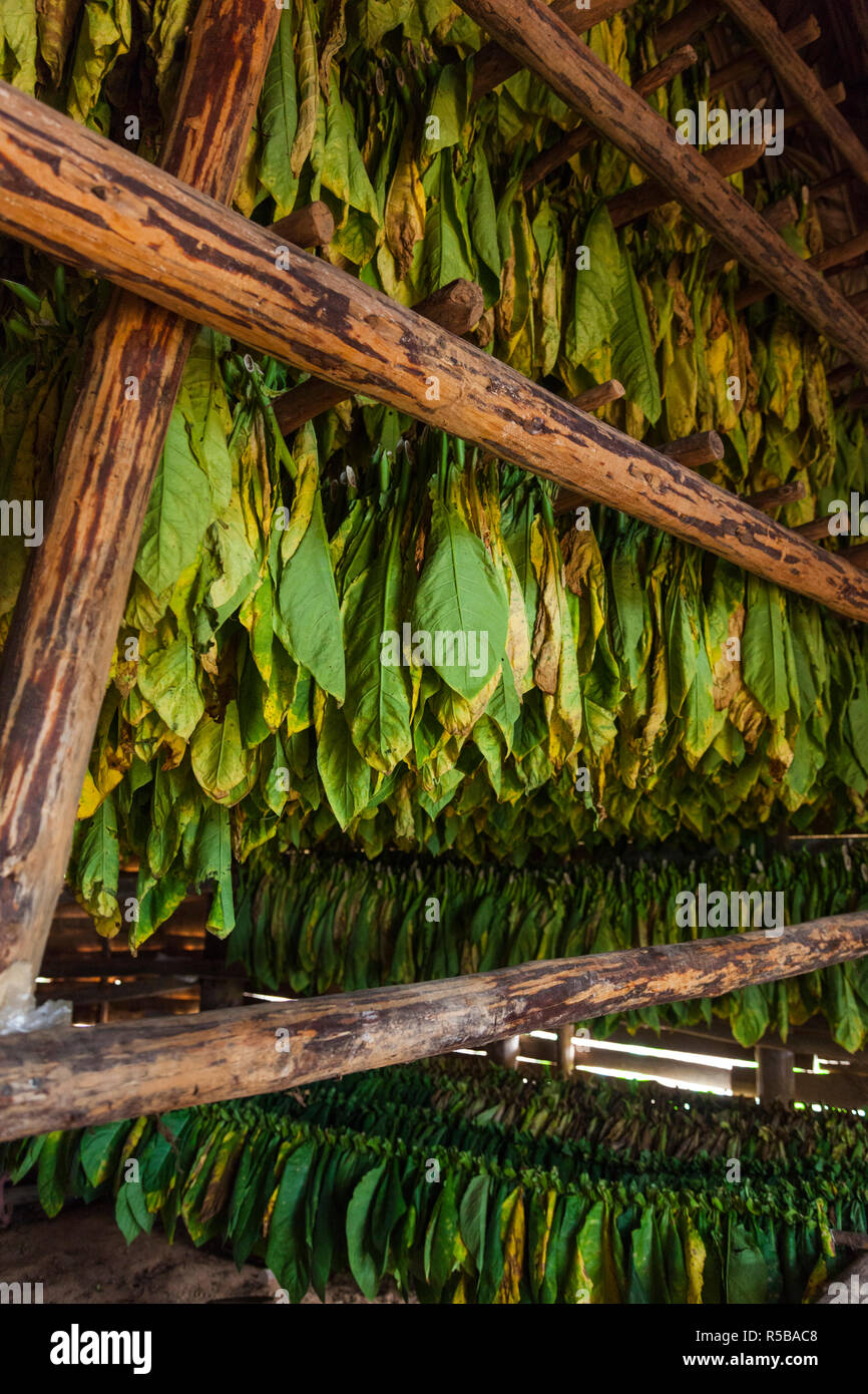 Cuba, Pinar del Rio Province, Vinales, Vinales Valley, curing tobacco leaves Stock Photo
