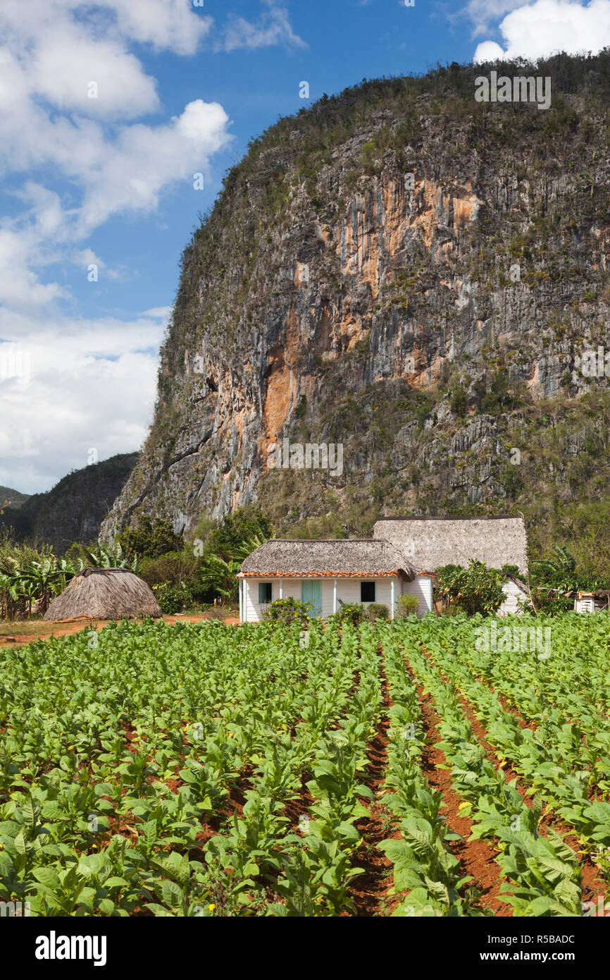 Cuba, Pinar del Rio Province, Vinales, Vinales Valley, tobacco plantation Stock Photo