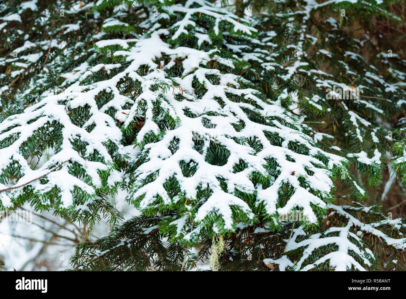 Fantastic pine winter forest with trees covered in snow Stock Photo - Alamy
