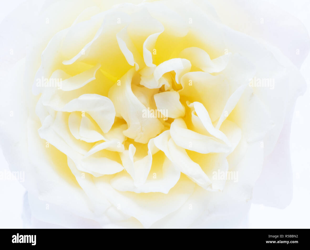 Single rose on white background Stock Photo
