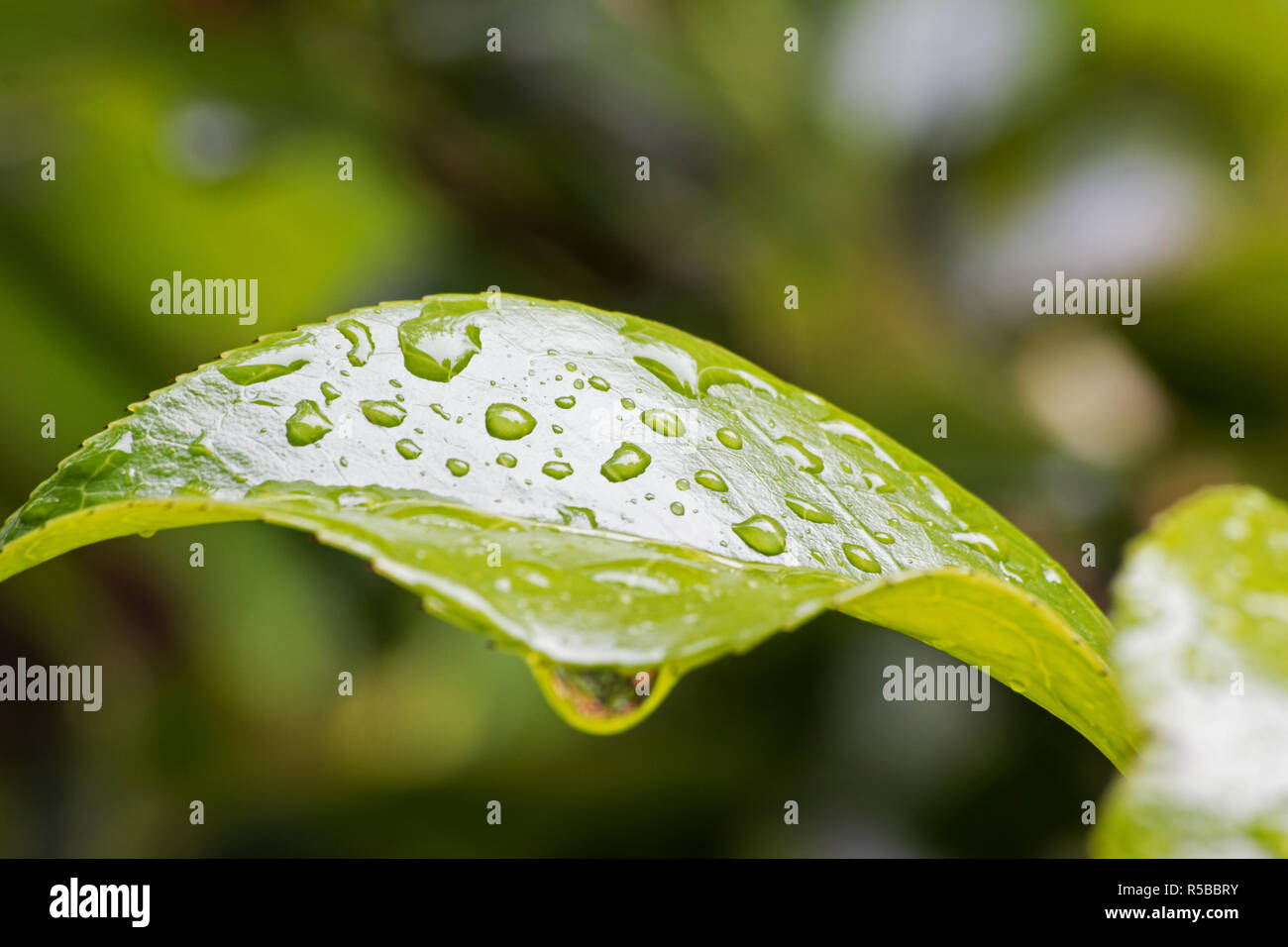 Camellia leaf with droplets Stock Photo Alamy