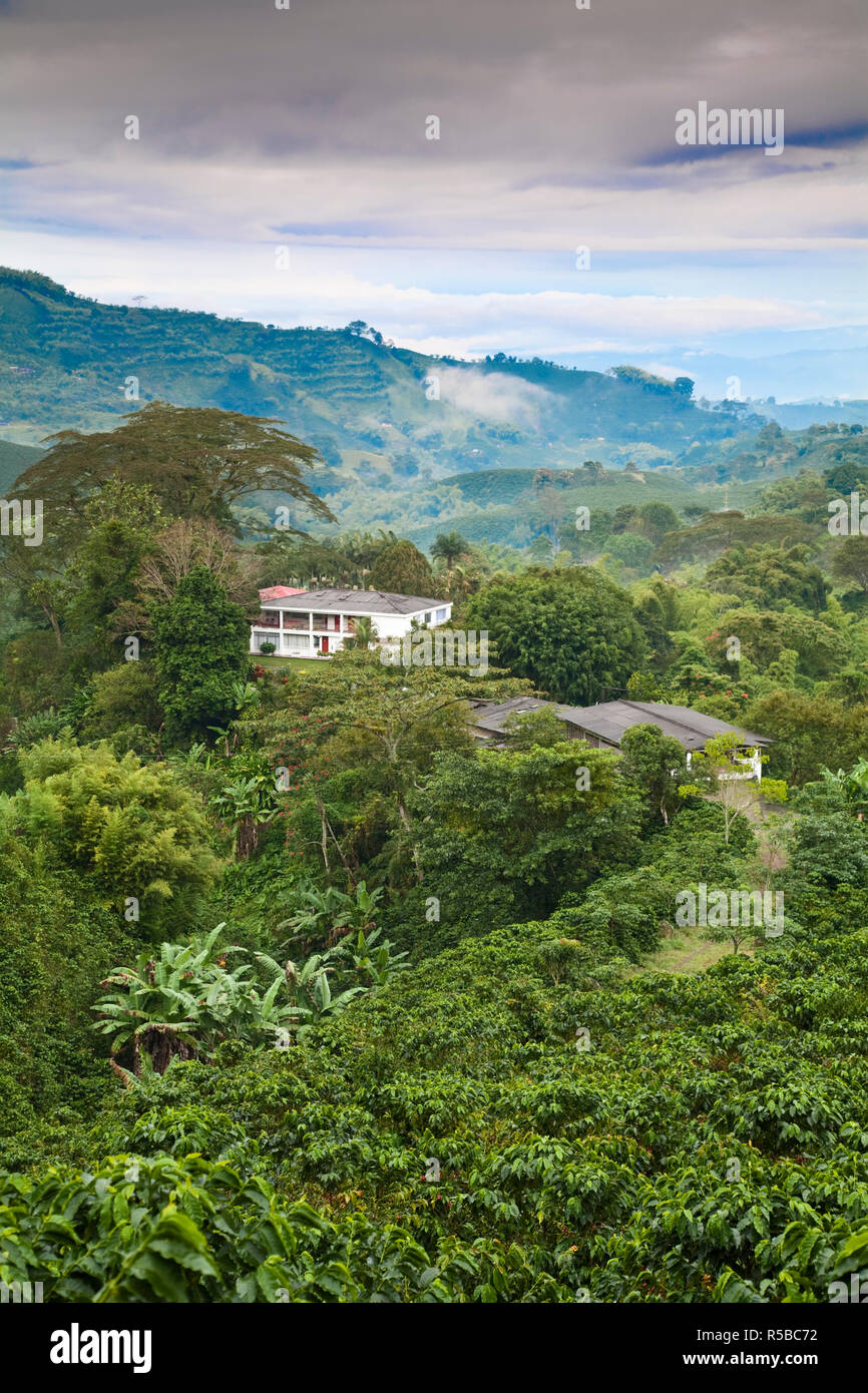 Colombia, Caldas, Manizales, Chinchina,  Coffee plantation at Hacienda de Guayabal at dawn Stock Photo