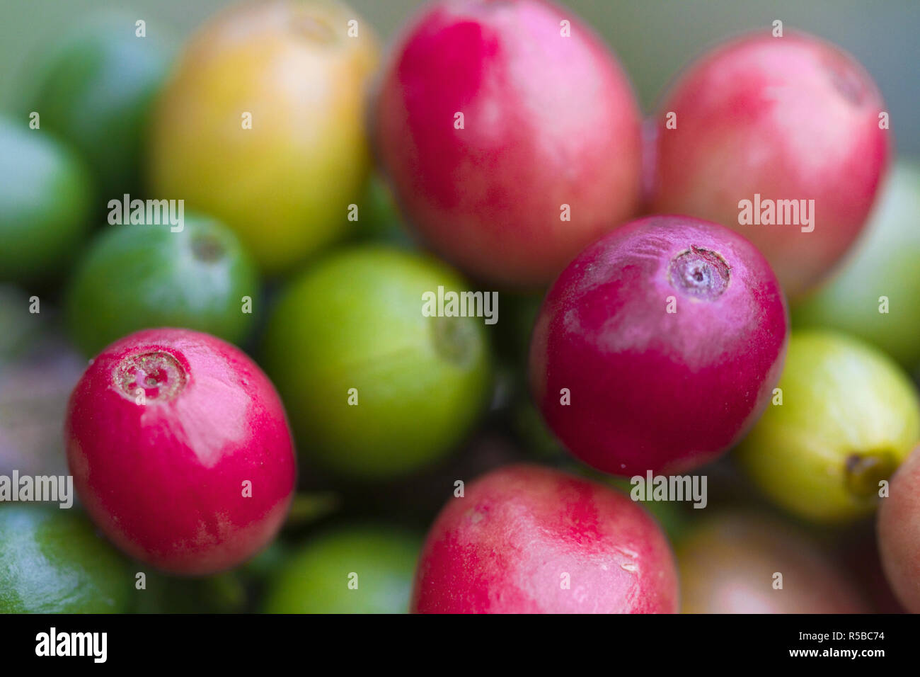 Colombia, Caldas, Manizales, Chinchina, Hacienda de Guayabal, Coffee cherries - Coffee berries Stock Photo