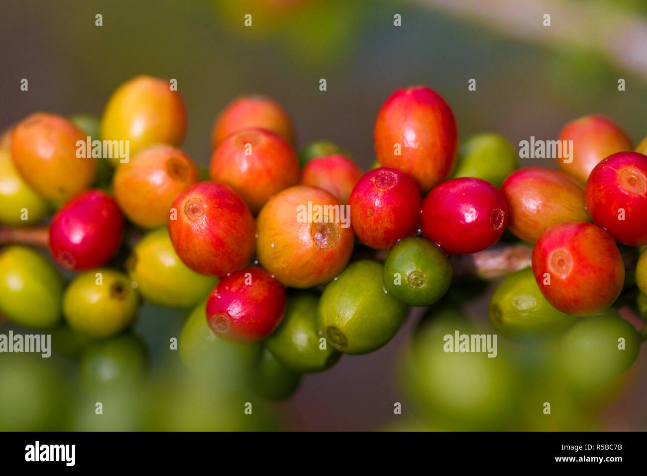 Colombia, Caldas, Manizales, Chinchina, Hacienda de Guayabal, Coffee cherries - Coffee berries Stock Photo