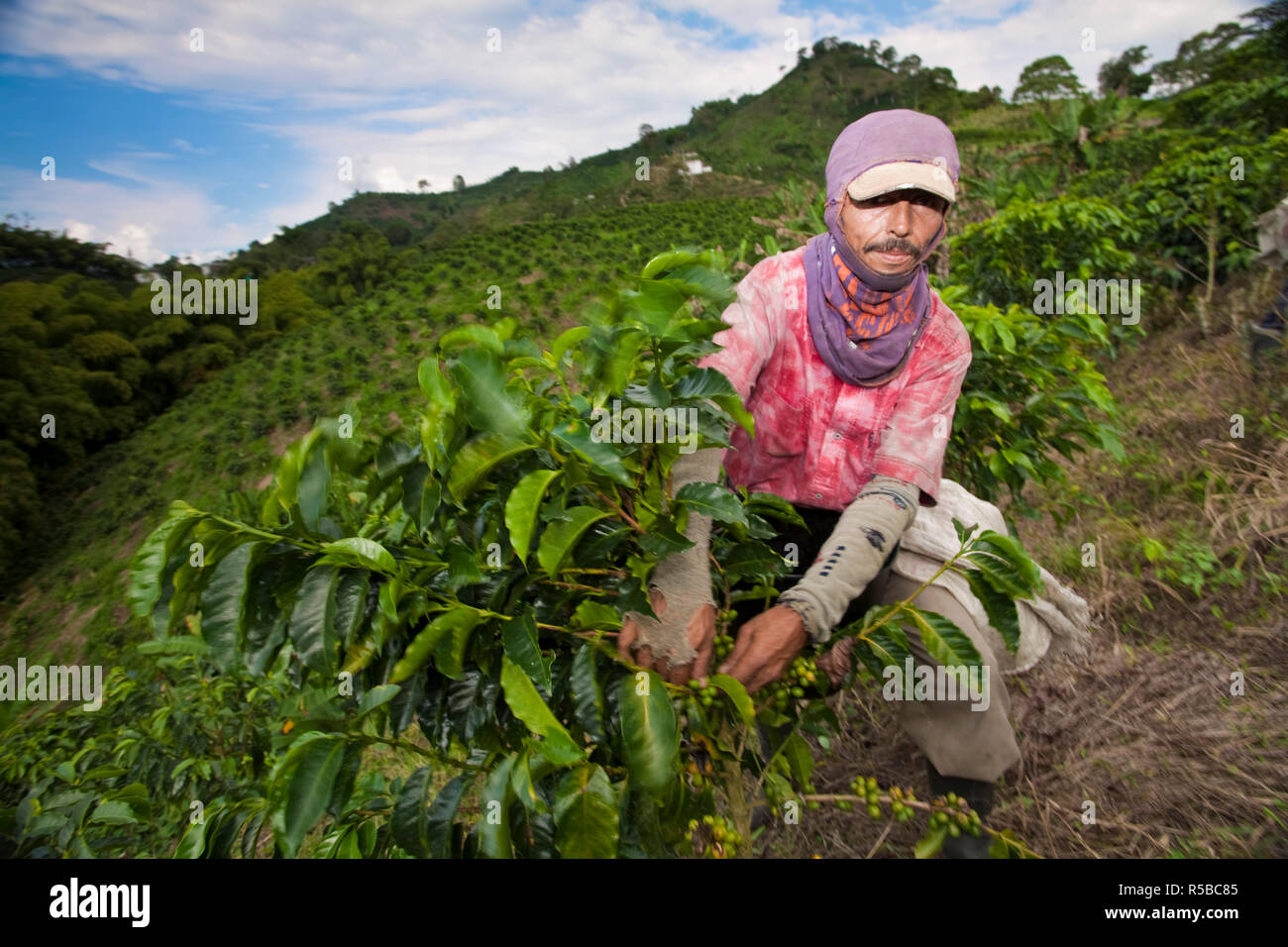 Colombia, Caldas, Manizales, Chinchina, Hacienda de Guayabal, Coffee pickers picking coffee beans Stock Photo