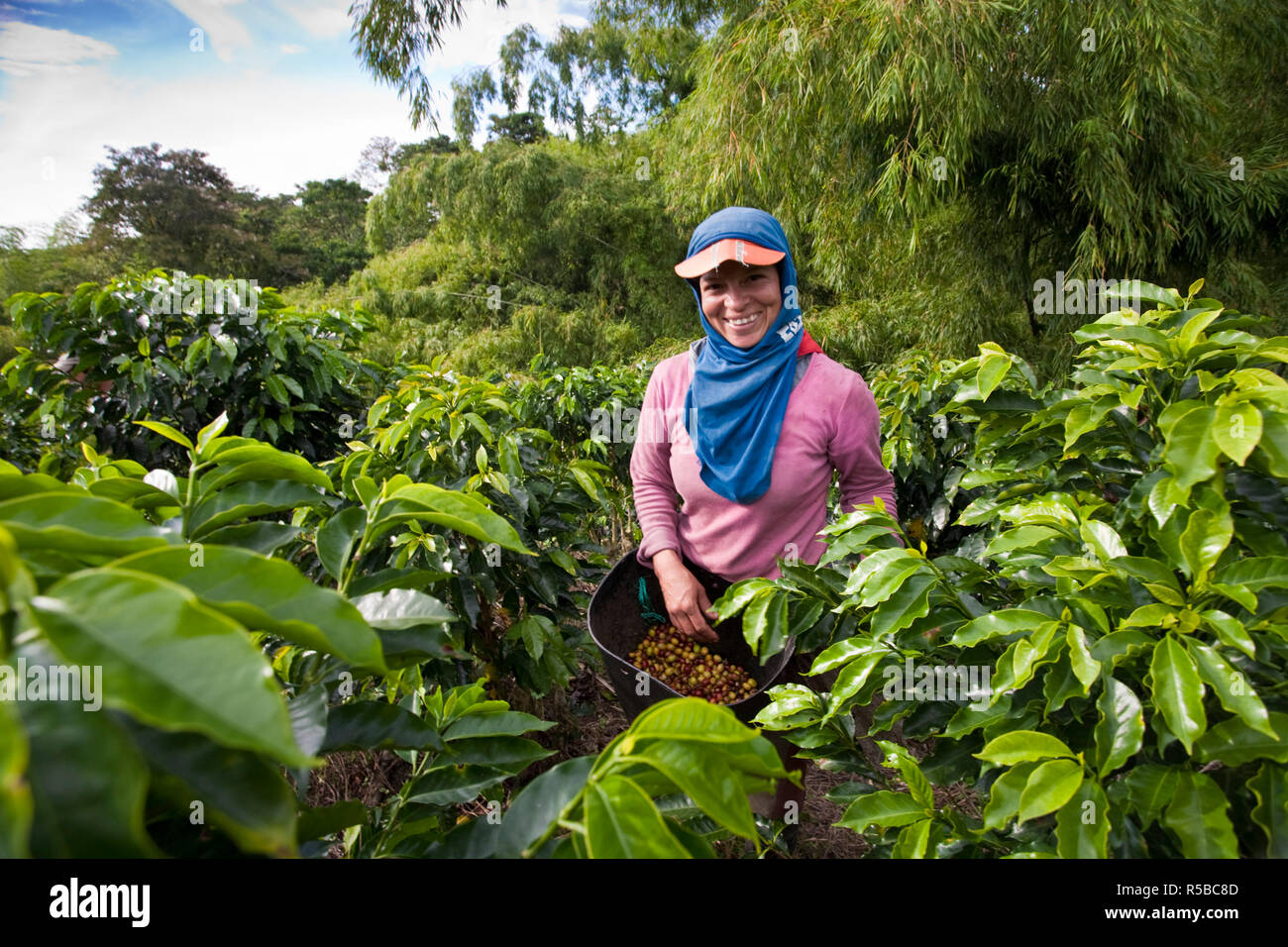 Colombia, Caldas, Manizales, Chinchina, Hacienda de Guayabal, Coffee pickers picking coffee beans Stock Photo