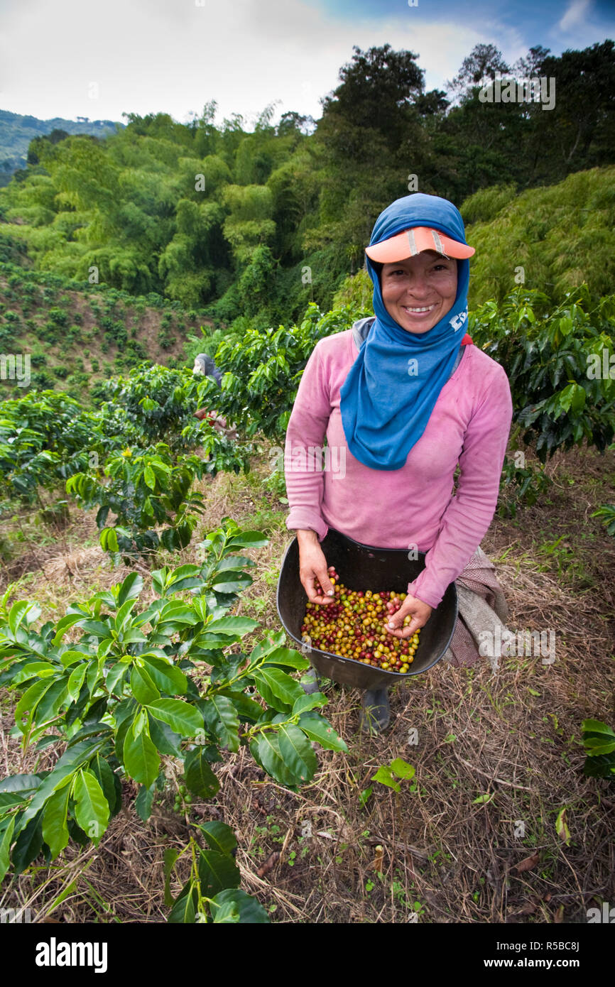 Colombia, Caldas, Manizales, Chinchina, Hacienda de Guayabal, Coffee pickers picking coffee beans Stock Photo