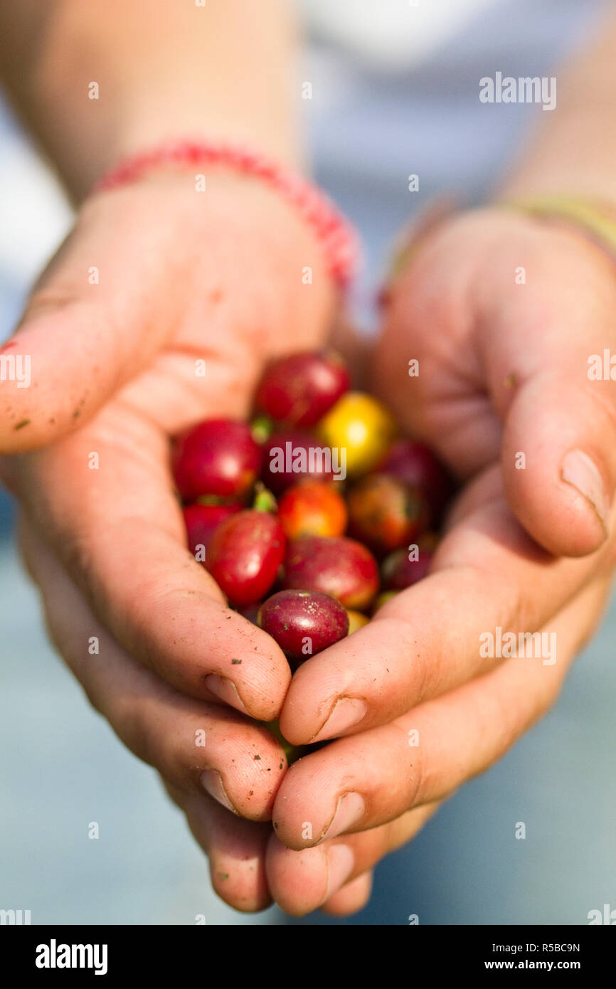 Colombia, Caldas, Manizales, Chinchina, Hacienda de Guayabal, Coffee worker holding freshly picked coffee cherries Stock Photo