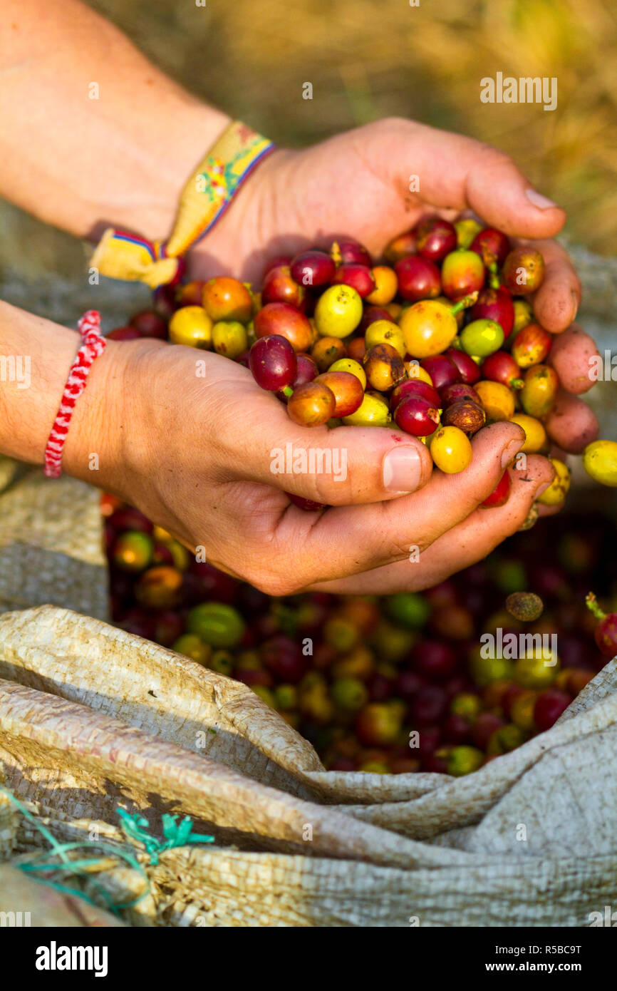 Colombia, Caldas, Manizales, Chinchina, Hacienda de Guayabal, Coffee worker holding freshly picked coffee cherries Stock Photo