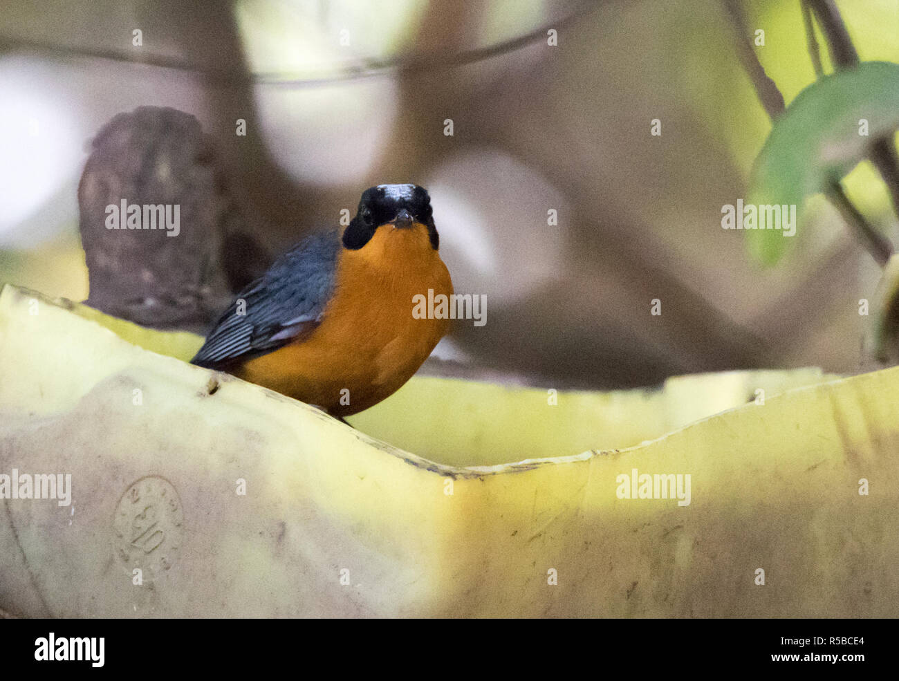 Snowy-crowned Robin-chat (Cossypha niveicapilla) Stock Photo