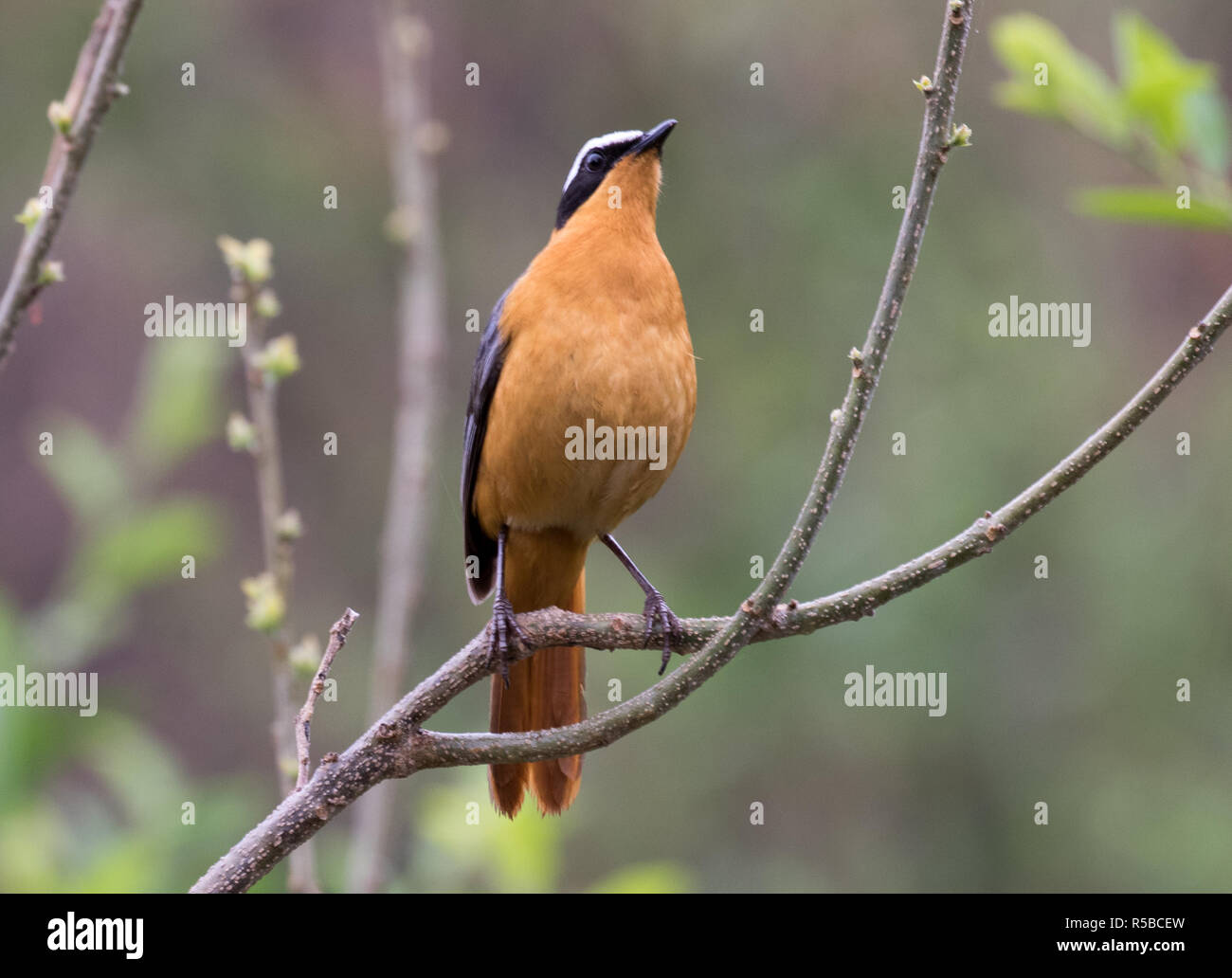 White-browed Robin-chat (Cossypha heuglini) Stock Photo