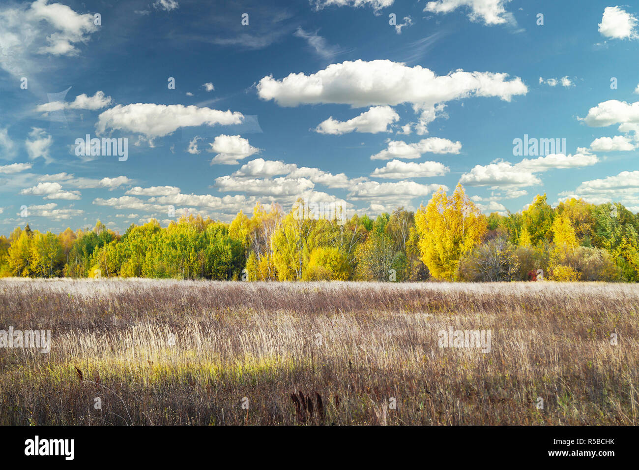 Autumn landscape with wood and beautiful blue sky with white cloud ...
