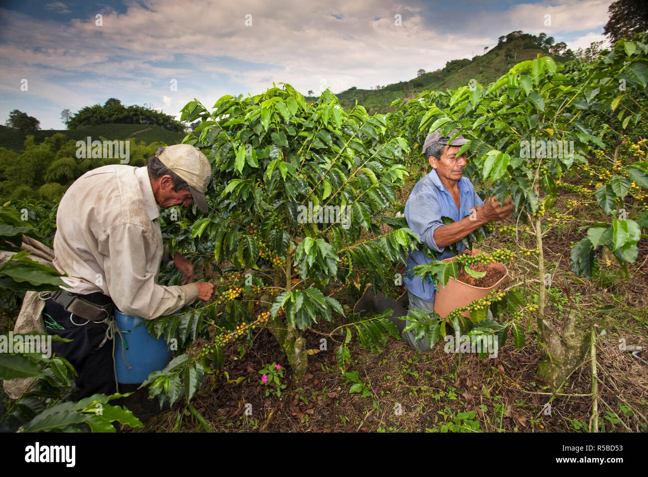 Colombia, Caldas, Manizales, Chinchina, Hacienda de Guayabal, Coffee picker picking coffee cherries - coffee  berries Stock Photo