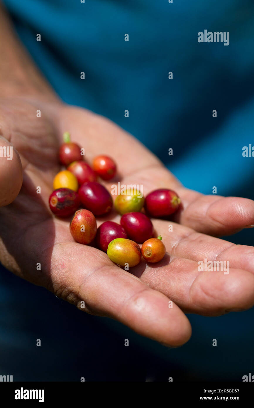 Colombia, Caldas, Manizales, Chinchina, Hacienda de Guayabal, Coffee picker holding handful of coffee cherries - coffee  berries Stock Photo