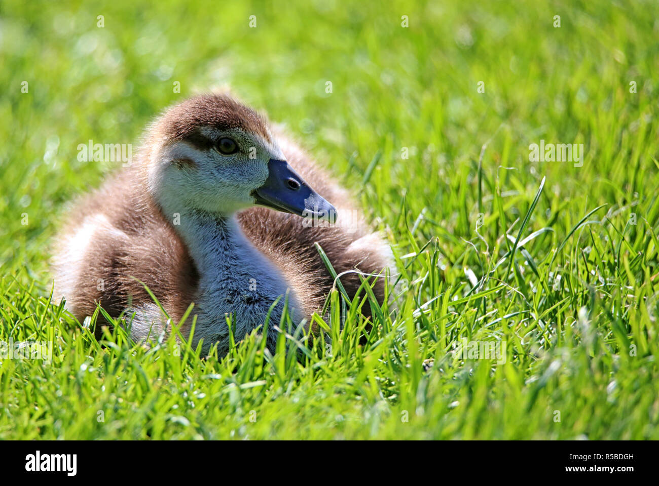 little egyptian goose alopochen aegyptiacus sitting in the grass Stock Photo