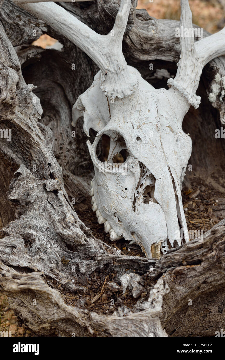 Deer skull, Rio Grande City, Texas, USA Stock Photo