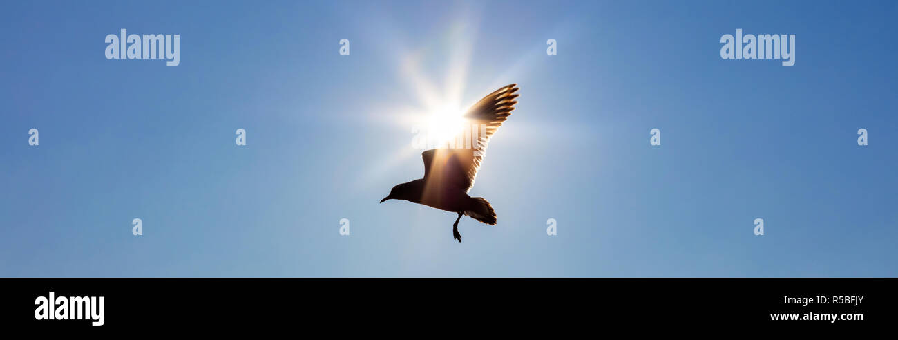 Panoramic web banner concept silhouette of bird flying in front of the sun in a blue sky Stock Photo