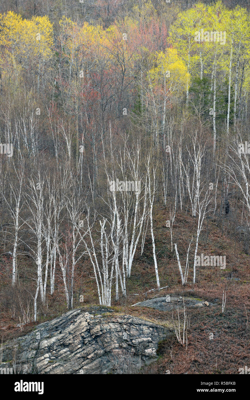 A hillside of birch and aspen with emerging spring foliage, Greater Sudbury, Ontario, Canada Stock Photo