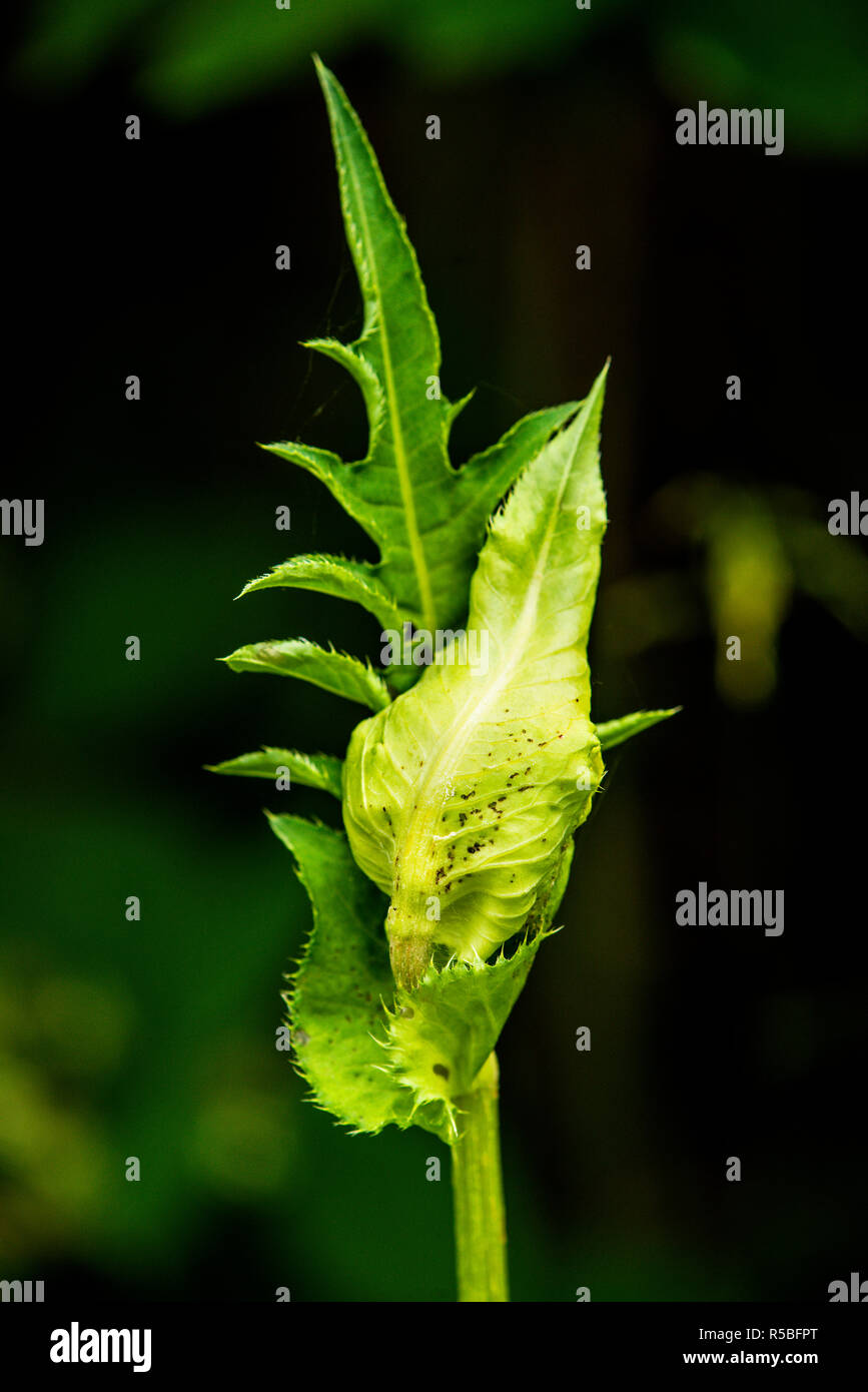 cabbage thistle,cirsium oleraceum,with closed flower Stock Photo
